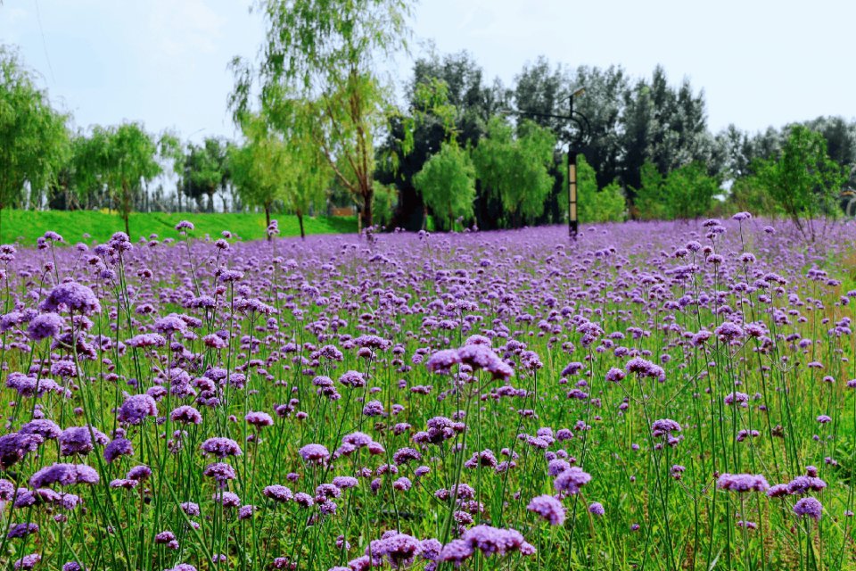 盛宴, 八拜湖湿地